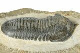 Morocconites Trilobite Fossil - Pathological Rostrum #300028-2